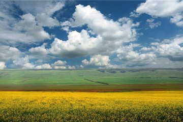 Чому поспішний ринок землі призведе до зубожіння селян