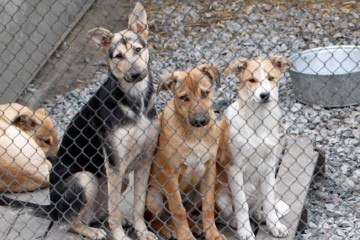 Для захисту безпритульних тварин