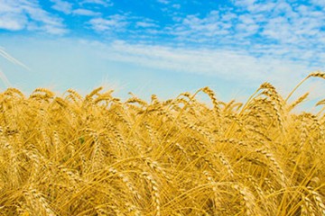 12 депутатів (