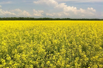 Сергій Лабазюк: У «аграрній» політиці політична кон`юктура перемагає здоровий глузд