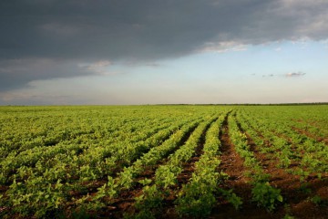 Сергій Лабазюк закликав парламент відкласти запровадження ринку землі до прийняття необхідних законів