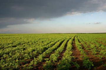 ​Для запуску реального, діючого ринку землі в Україні потрібно створити прозорий законодавчий механізм