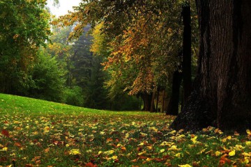 Вітання Сергія Лабазюка з Днем працівника лісу 