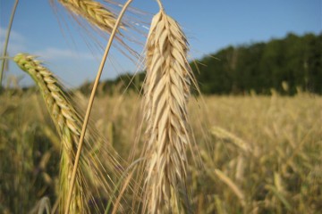 Аграрії підтримали законопроект про зниження ПДВ