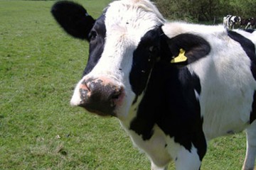  Аграрний комітет підтримав законопроект Лабазюка по тваринництву