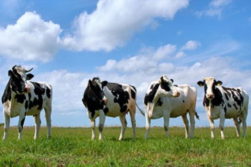 Депутати пропонують знизити експортне мито на худобу в 5 разів: з 25 % до 5 %