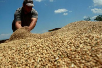 Перспективи розвитку аграрного сектору України – невтішні