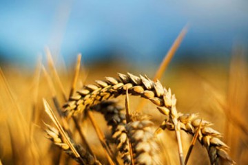 Україна має можливості значно збільшити врожайність, проте є проблеми зі збором та зберіганням